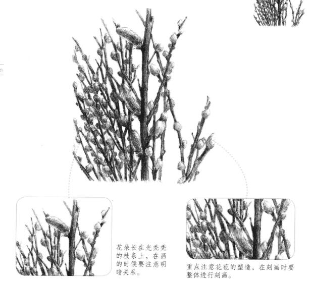 銀芽柳素描畫法