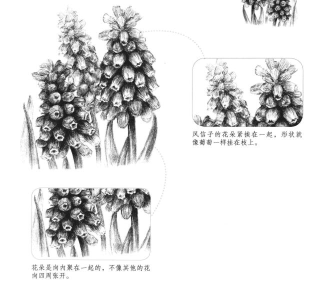 葡萄風(fēng)信子素描畫(huà)法