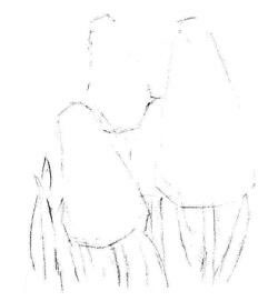 葡萄風(fēng)信子素描畫(huà)法步驟02