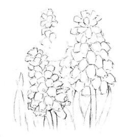 葡萄風(fēng)信子素描畫(huà)法步驟03