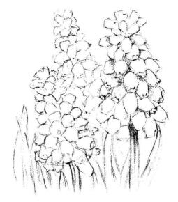 葡萄風(fēng)信子素描畫(huà)法步驟04