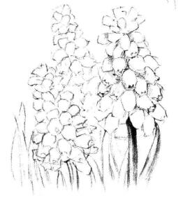 葡萄風(fēng)信子素描畫(huà)法步驟05
