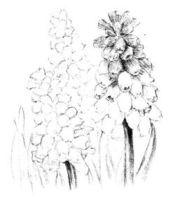 葡萄風(fēng)信子素描畫(huà)法步驟06