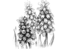 葡萄風(fēng)信子素描畫(huà)法