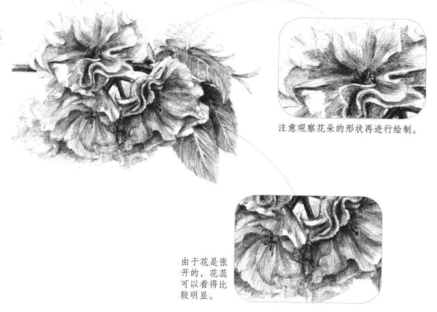 櫻花素描畫法