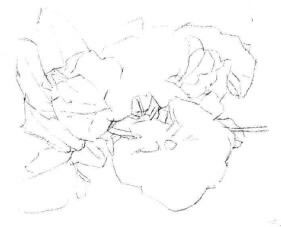 櫻花素描畫法步驟02