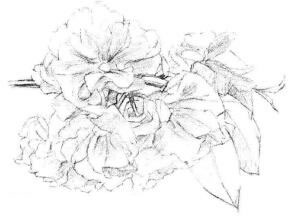 櫻花素描畫法步驟04