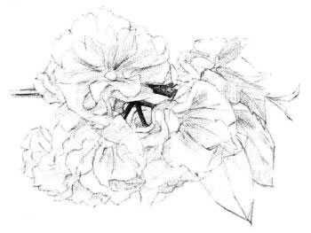 櫻花素描畫法步驟05