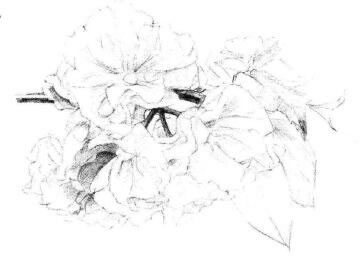 櫻花素描畫法步驟06