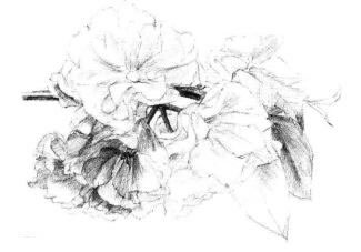 櫻花素描畫法步驟07