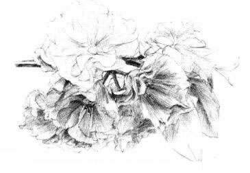 櫻花素描畫法步驟08