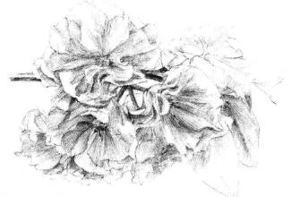 櫻花素描畫法步驟09