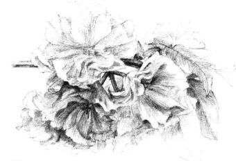 櫻花素描畫法步驟10