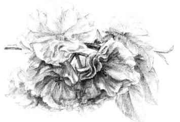 櫻花素描畫法步驟11