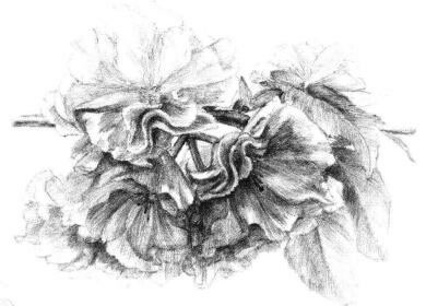 櫻花素描畫法步驟12