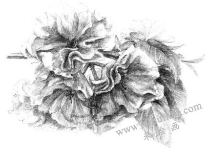櫻花素描畫法步驟13