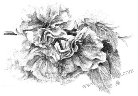 櫻花素描畫法步驟14