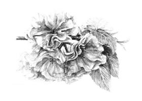 櫻花素描畫法
