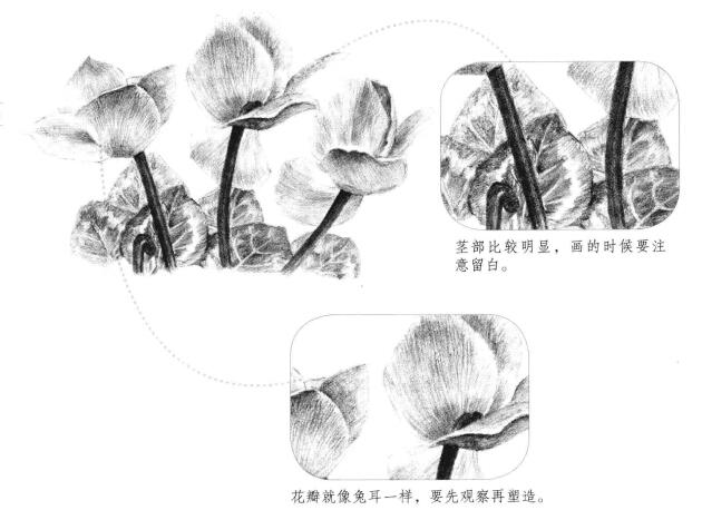 仙客來素描畫法