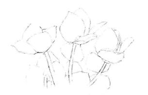 仙客來素描畫法步驟02