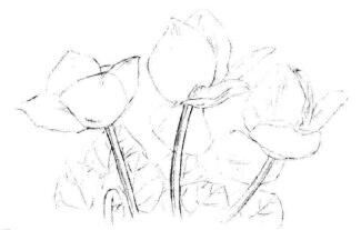 仙客來素描畫法步驟03