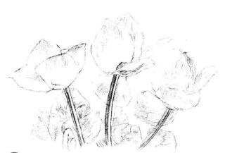 仙客來素描畫法步驟04