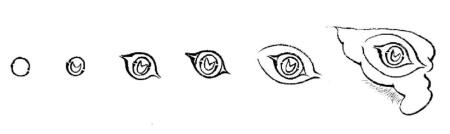 錦雞眼白描畫法