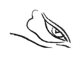 白描孔雀眼的畫法