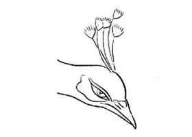 白描孔雀的畫法要點(diǎn)