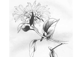 俞致貞白描向日葵作品圖片