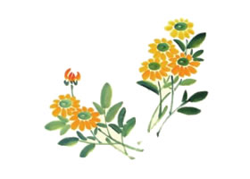 小黃菊兒童水墨畫畫法