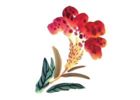 雞冠花兒童水墨畫畫法