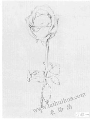 花卉的結(jié)構(gòu)與作畫步驟素描練習01