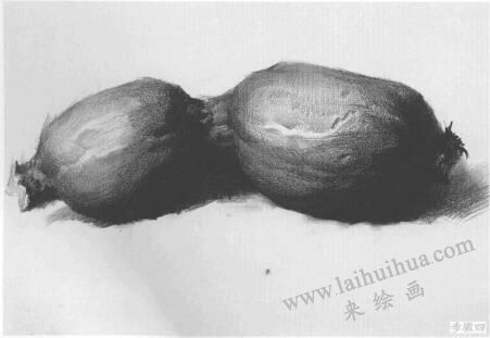 藕的作畫步驟與結(jié)構(gòu)素描練習(xí)04