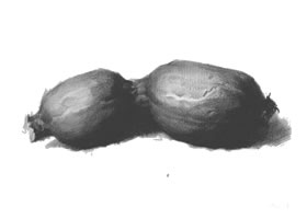 藕的作畫(huà)步驟與結(jié)構(gòu)素描練習(xí)