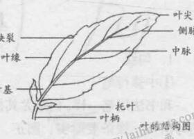 白描花卉的基本筆法