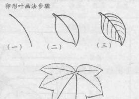 花卉白描畫法的基本結(jié)構(gòu)