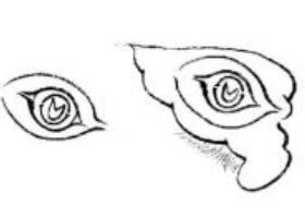 白描錦雞的畫法要點(diǎn)