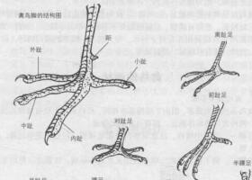 禽鳥(niǎo)白描畫法的基本結(jié)構(gòu)