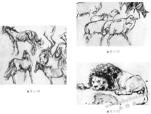 素描動物的畫法04