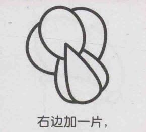 小白菜簡筆畫畫法步驟06
