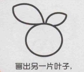 橙子簡筆畫畫法步驟03