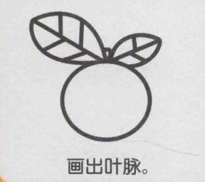 橙子簡筆畫畫法步驟05