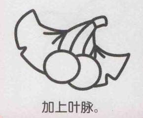 銀杏果簡筆畫畫法步驟06