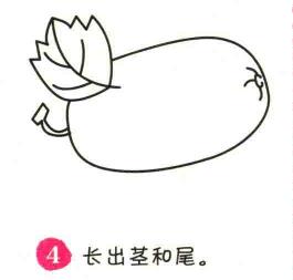 冬瓜簡筆畫畫法步驟04