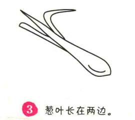 大蔥簡(jiǎn)筆畫畫法步驟03