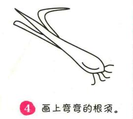 大蔥簡(jiǎn)筆畫畫法步驟04