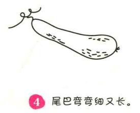 黃瓜簡筆畫畫法步驟04