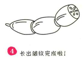 蓮藕簡(jiǎn)筆畫畫法步驟04