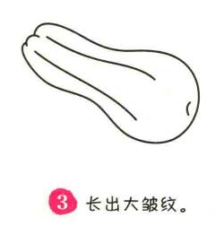 西葫蘆簡筆畫畫法步驟03
